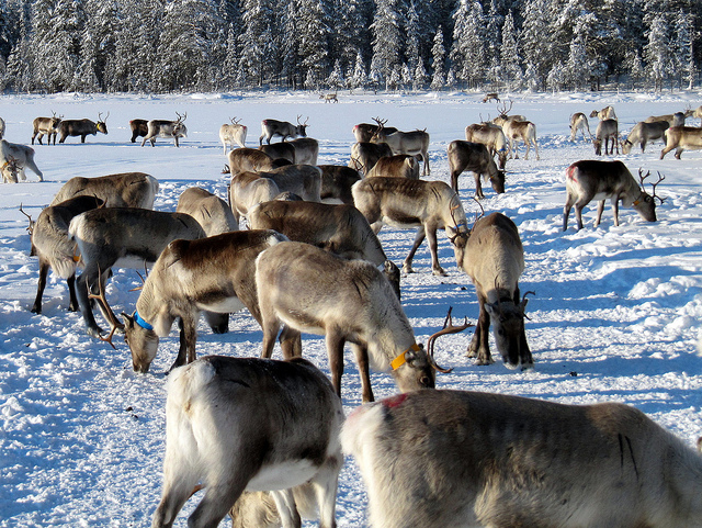 reindeer herd Lapland